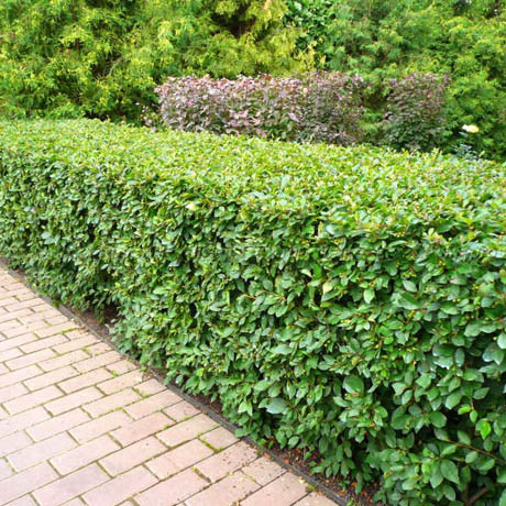 Кизильник блестящий, размер 60-80 (COTONEASTER LUCIDUS)