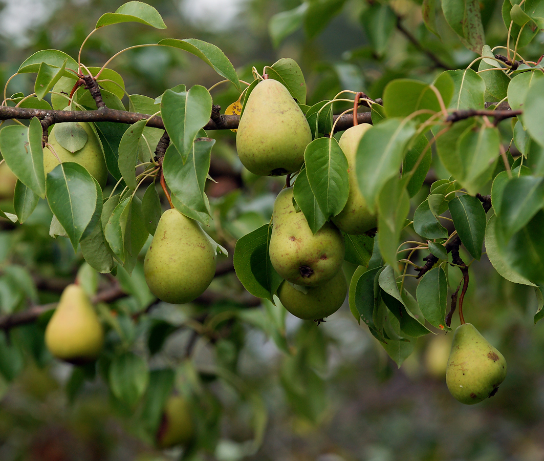 Груша обыкновенная (PYRUS COMMUNIS) (саженцы)